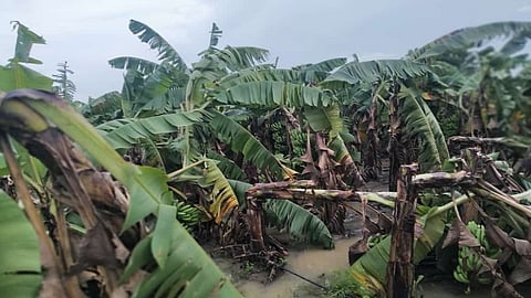 Heavy rain in Yawal have damaged banana plantations Jalgaon Rain Damage news