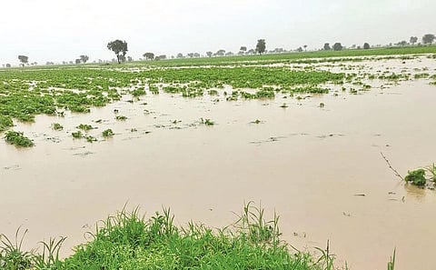 akola
