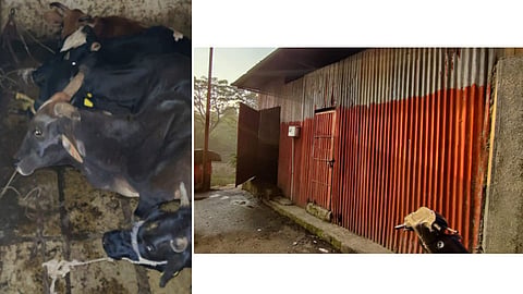 slaughterhouse