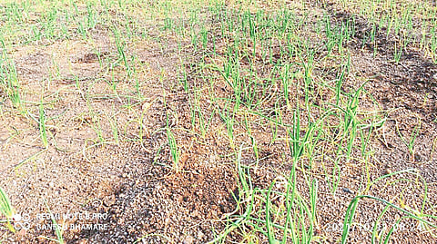 Due to heavy rains in Nashik district onion  crop were damaged