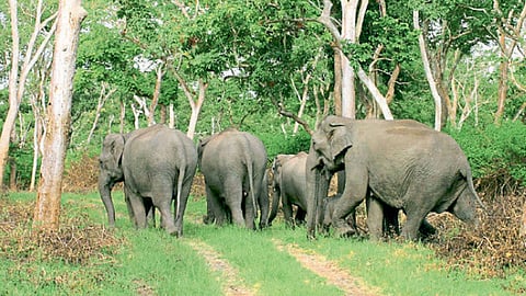 Elephant