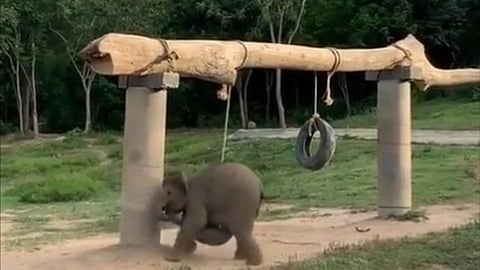 elephant