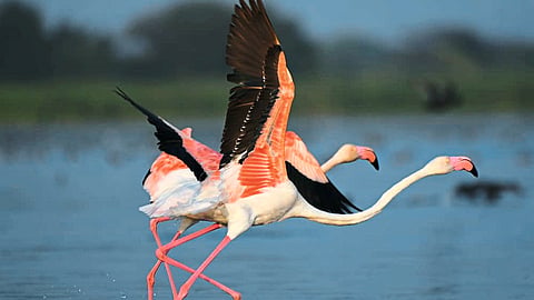 Flamingo