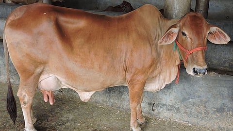 cow