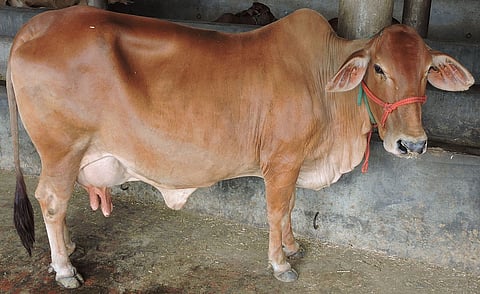 cow