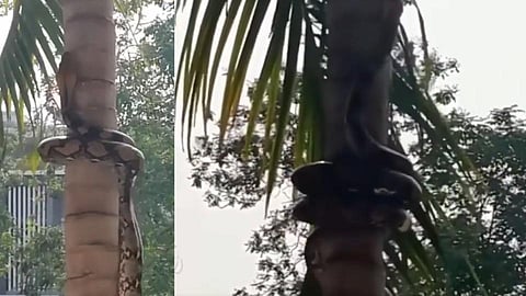 Video : बाप रे! नारळाच्या झाडावर अजगर पाहून...