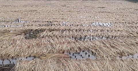 rain crop damaged