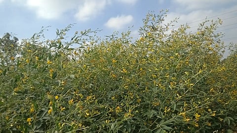 जिल्ह्यात पाच दिवस ढगाळ वातावरण; तुरीचे पीक कीडग्रस्त होण्याची भिती 