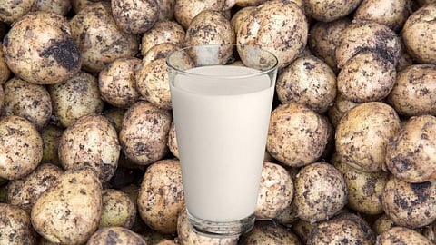 Potato Milk ट्राय केलं का? : 2022 साली असणार ट्रेंडमध्ये 