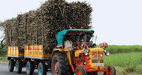 sugar cane travelling