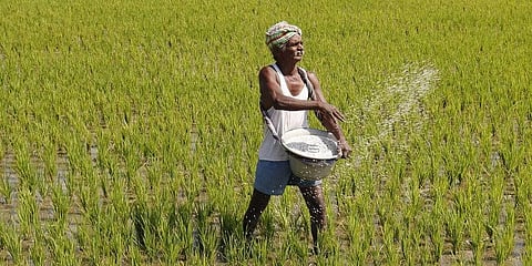 farmer