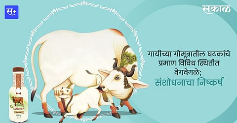 गोमूत्रातील घटकांचे प्रमाण विविध स्थितीत वेगवेगळे; संशोधनाचा निष्कर्ष