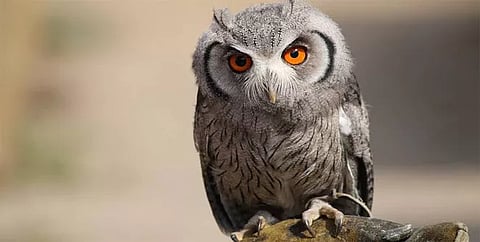 owl