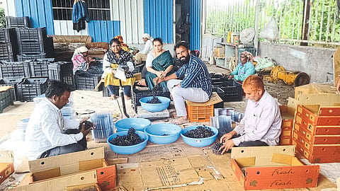 Successful grape farming of young farmers
