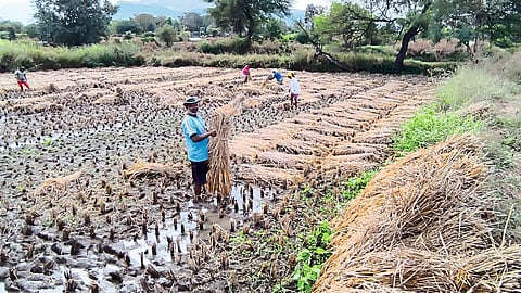 Paddy cultivation in Igatpuri taluka has been severely damaged due to unseasonal rains 