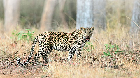 Leopard
