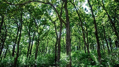 forest