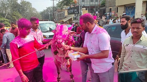 Bullock Cart Race