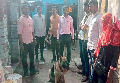 अकोला  : शास्त्रीनगरात ‘लुसी’ने शोधला  गांजा
