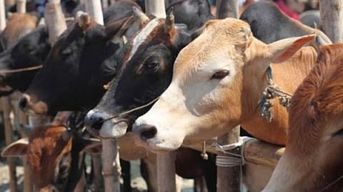 cow