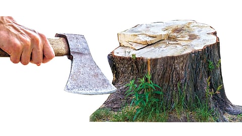 Tree Cutting