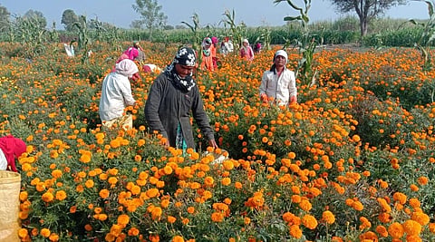 Marigold Flowers 