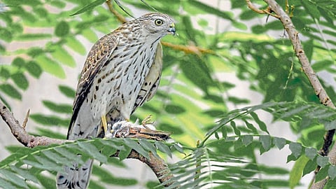 अंगणातील शिकारीचा थरार... 