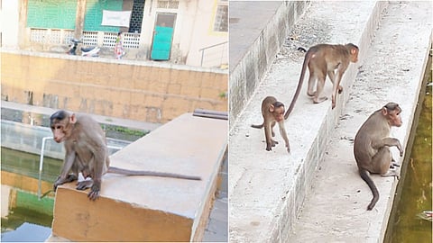 Monkey
