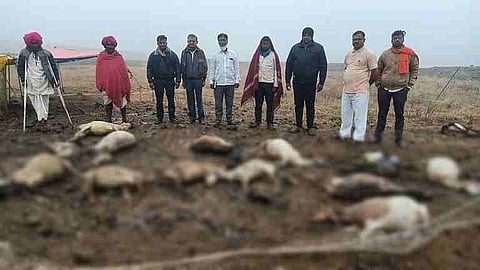 १३ गावात ३४१ मेंढ्यांचा अवकाळी पावसामुळे मृत्यू