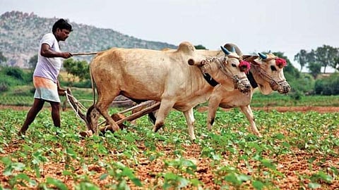 Farmer