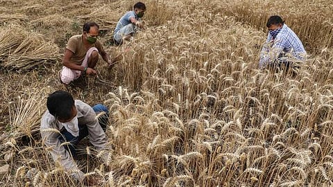 Rabbi Season