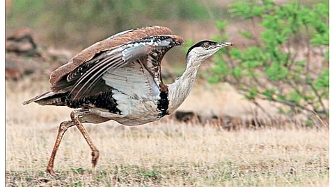 Maru Udyan