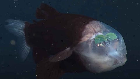 Barrelsys Fish