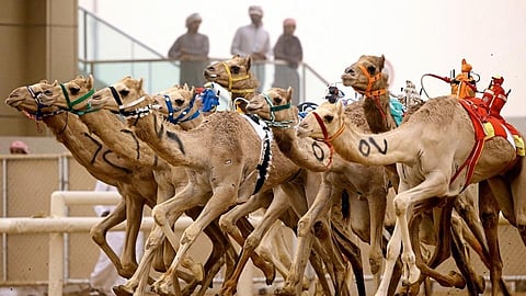 Camel Beauty Contest