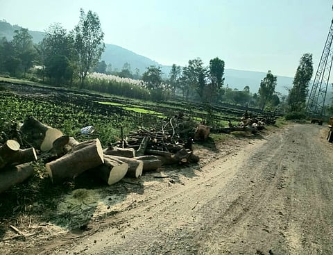 Tree Cutting