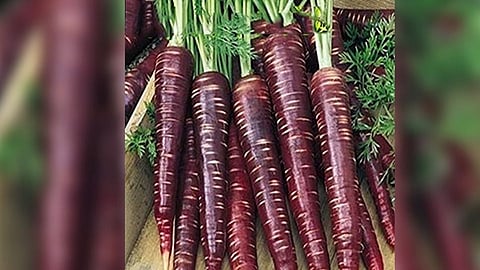 black carrot