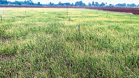 Onion farm
