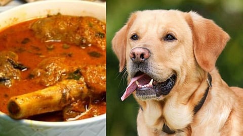 Dog