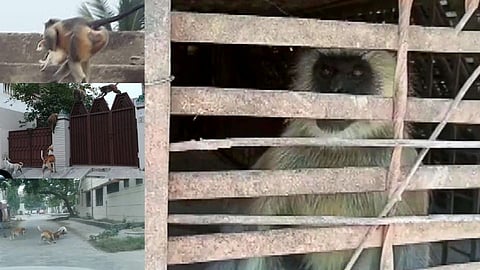 Monkey caught by Forest Department