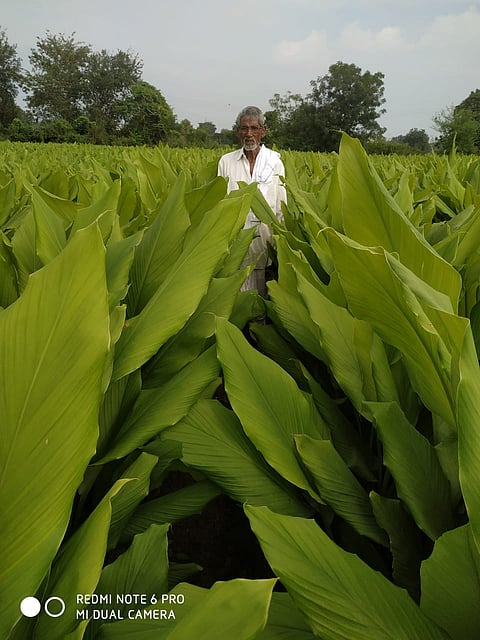 Turmeric Production