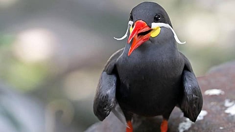 Inca Tern 
