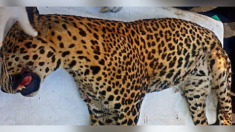 leopard 