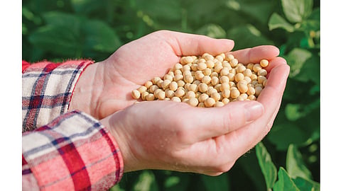 Food Seeds