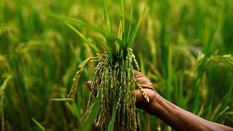 rabi crop