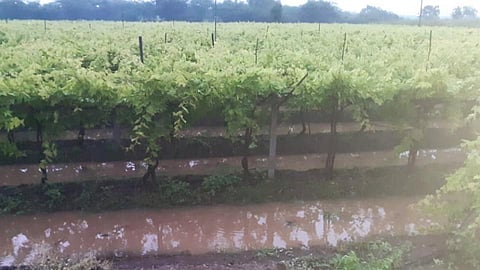 Grapes