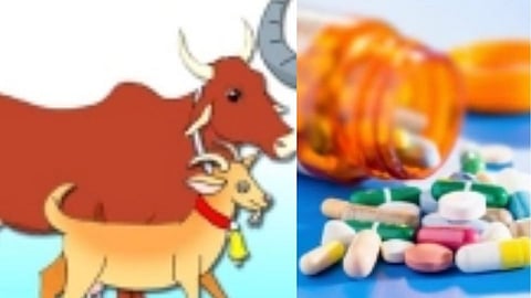 अकोला : पशुवैद्यकीय दवाखान्यात औषधांचा तुटवडा 