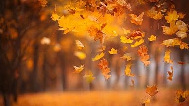 leaf Falling