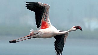 नाशिकमध्ये पाणवेली अन्‌ पाणकणसांमुळे पक्ष्यांचे स्थलांतर