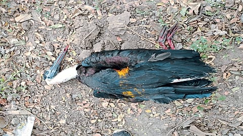  Karkocha nylon manja victim