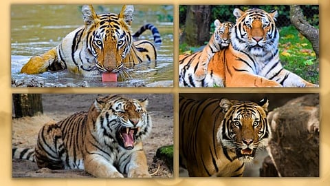 Tiger Reserve in Maharashtra 
